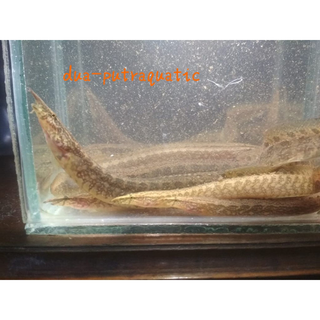 Ikan Hias Sili Batik Shopee Indonesia