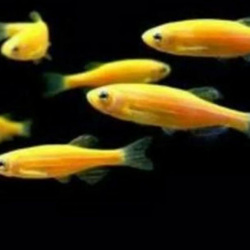 

danio yellow / ikan hias / aquasqape