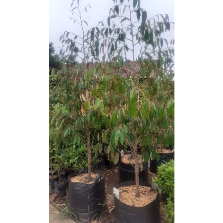 pohon durian bawor tinggi 2 meter up