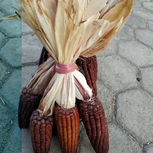 

Jagung warna ungu dan putih.