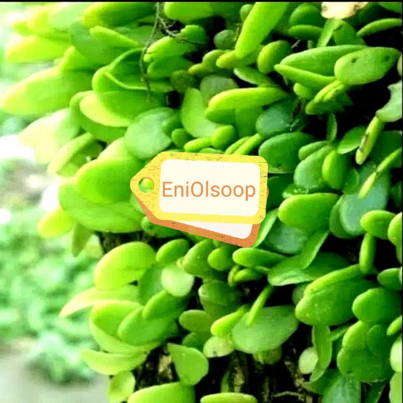 

Daun dan akar Picisan /Sisik naga, obat herbal masih segar siap petik