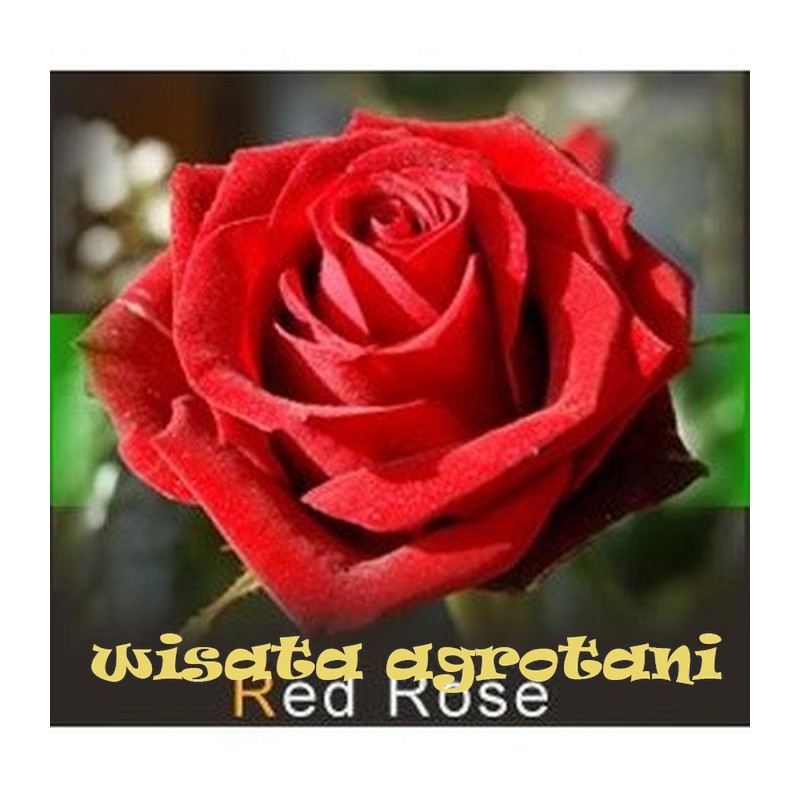 ISI 4 BIBIT BUNGA MAWAR MERAH RED ROSE IMPORT TANAMAN HIDUP WISATA AGROTANI