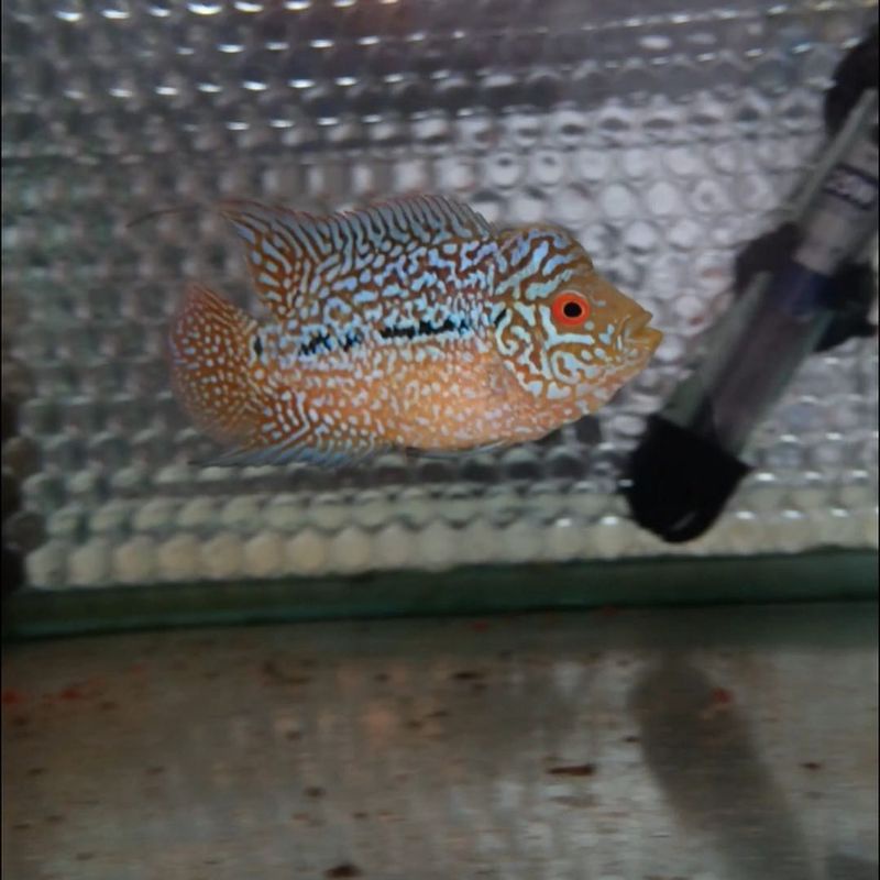 Ikan hias/ikan louhan kamfa f2