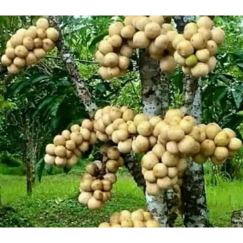 Bibit duku palembang