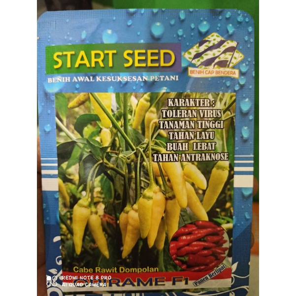 BENIH CABE RAWIT ORIRAME STAR SEED CABE RAWIT DOMPOLAN