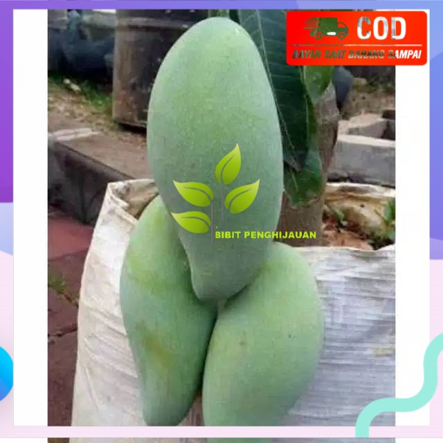 1 paket isi 3 bibit mangga kiyojai super