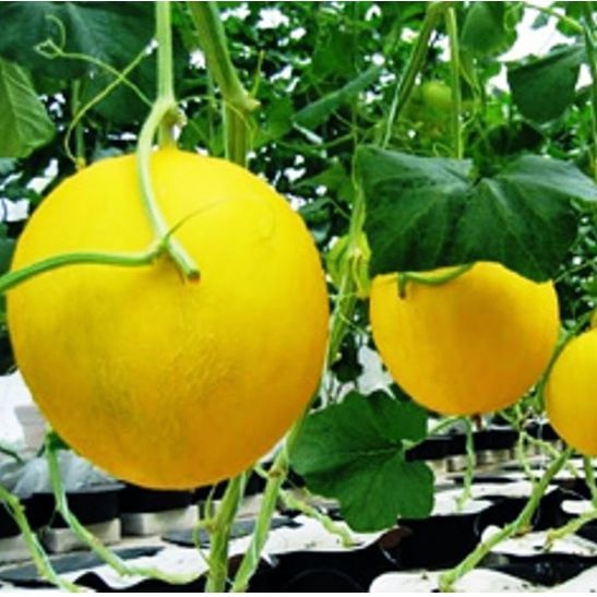3 biji BENIH MELON GOLDEN ALISHA F1