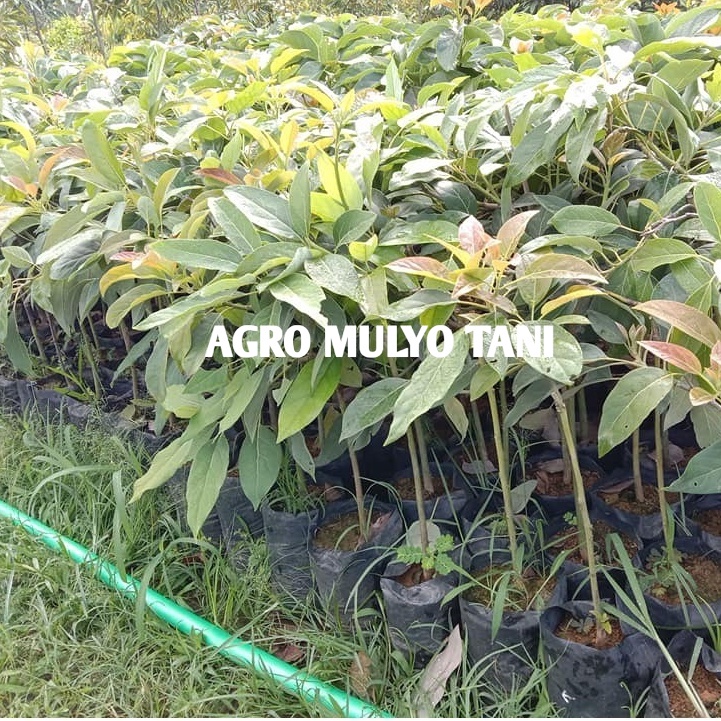 Bibit Alpukat Hass Unggul Hasil Okulasi