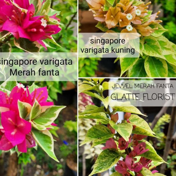 Ready bougenville singapore 3 warna ❤️ EMC