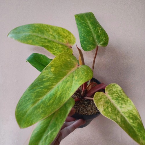 TANAMAN HIAS PHILODENDRON PAINTED LADY TANAMAN PHILO MURAH TANAMAN PHILODENDRON MURAH