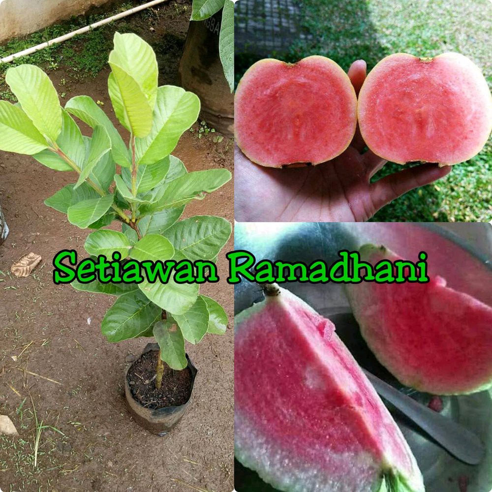 jambu red