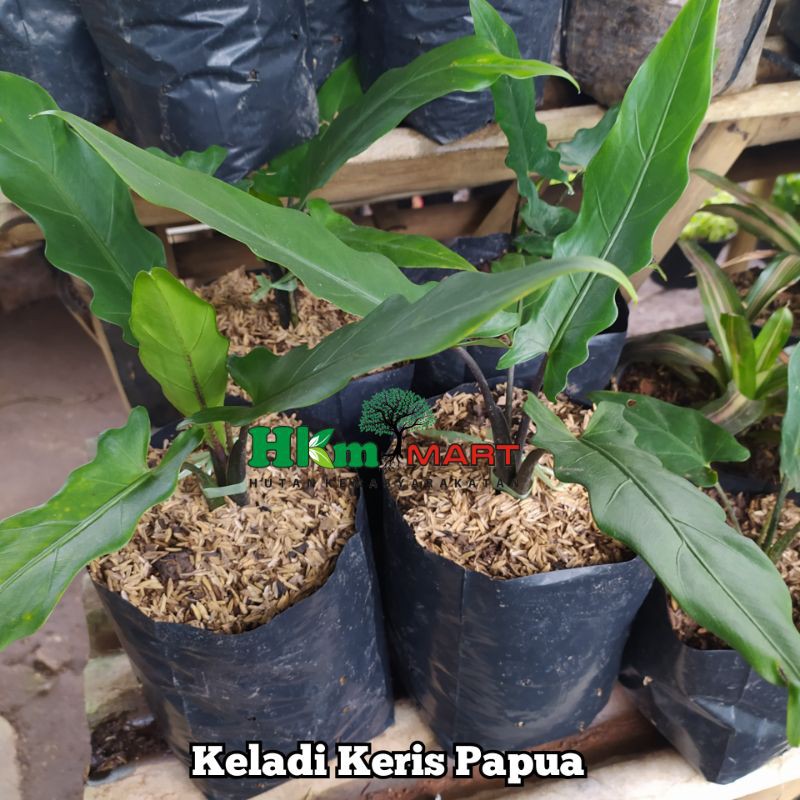 Keladi Keris Papua