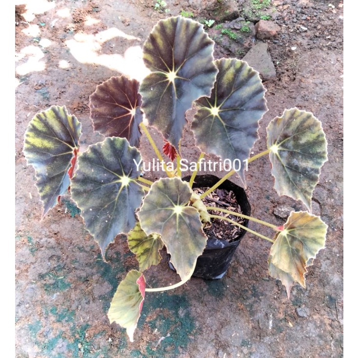 Begonia Tiger