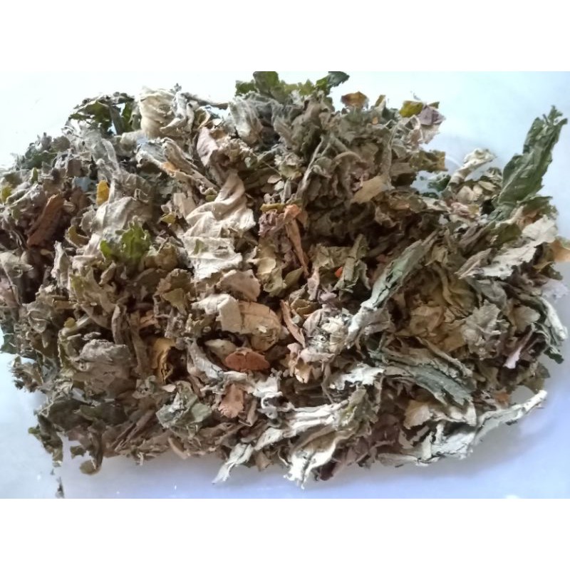 

DAUN KERSEN KERING (Muntingia calabura L.) kersen ceri talok kerukup siam