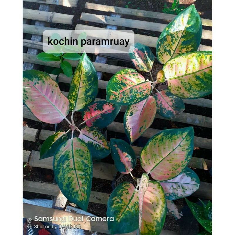 aglaonema kochin