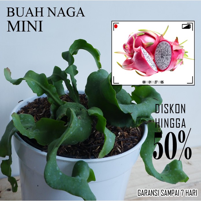 Bibit Tanaman Buah Wijaya Kusuma Buah Naga Mini