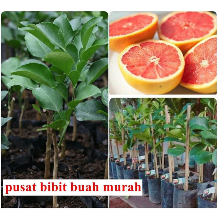 BIBIT JERUK PAMELO THAILAND atau JERUK BALI MADU