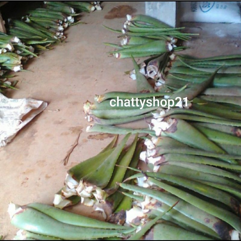 

Pelepah Aloevera / Lidah buaya Segar Organik Pupuk Kompos yang menyegarkan badan.happy shopping..