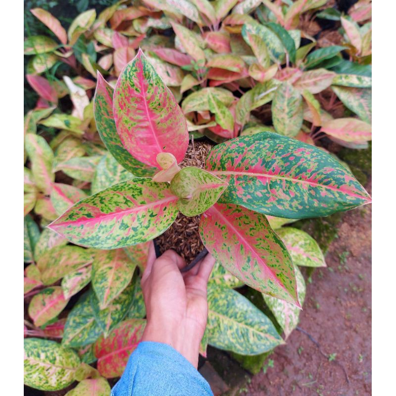 Aglaonema Big roy Remaja