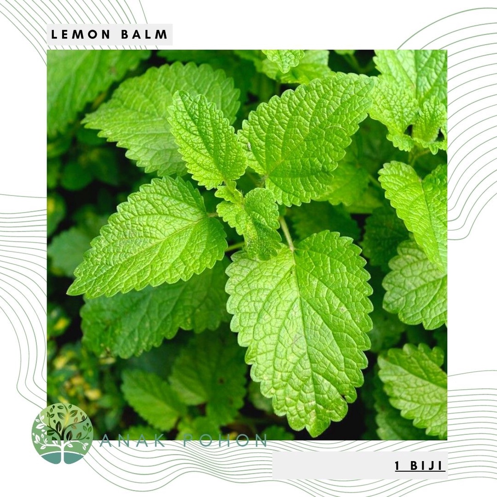 Benih Bibit Biji - Lemon Balm Herb Melissa officinalis Seeds - IMPORT