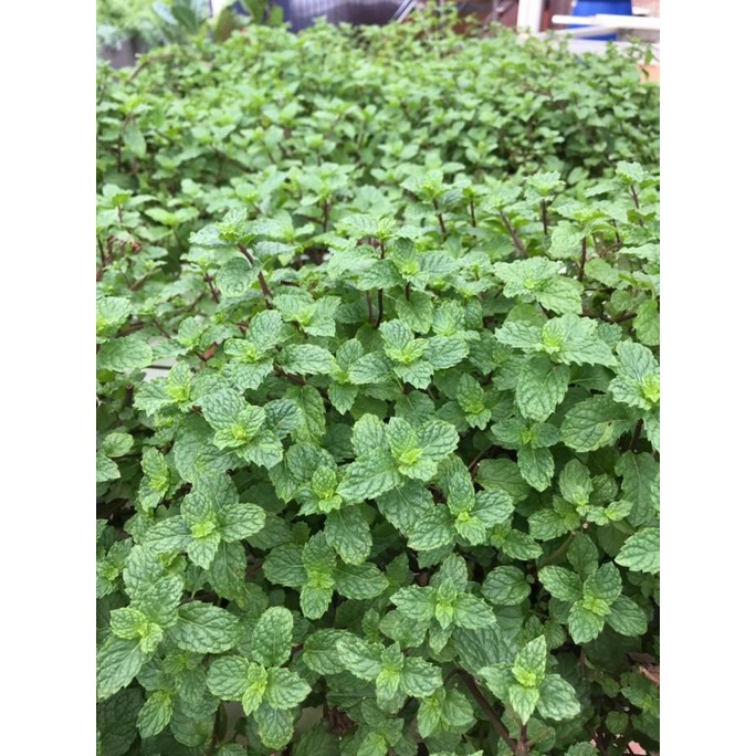 

[[BISA COD]] Natural Dried Cooling Mint Leaves - Teh Daun Mint Kering Alami 30 gr FREE ONGKIR Kode