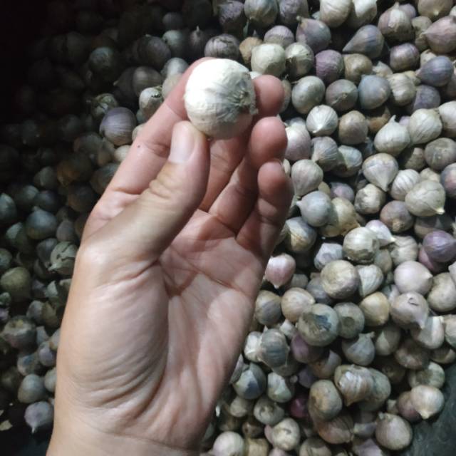 

Bawang tunggal