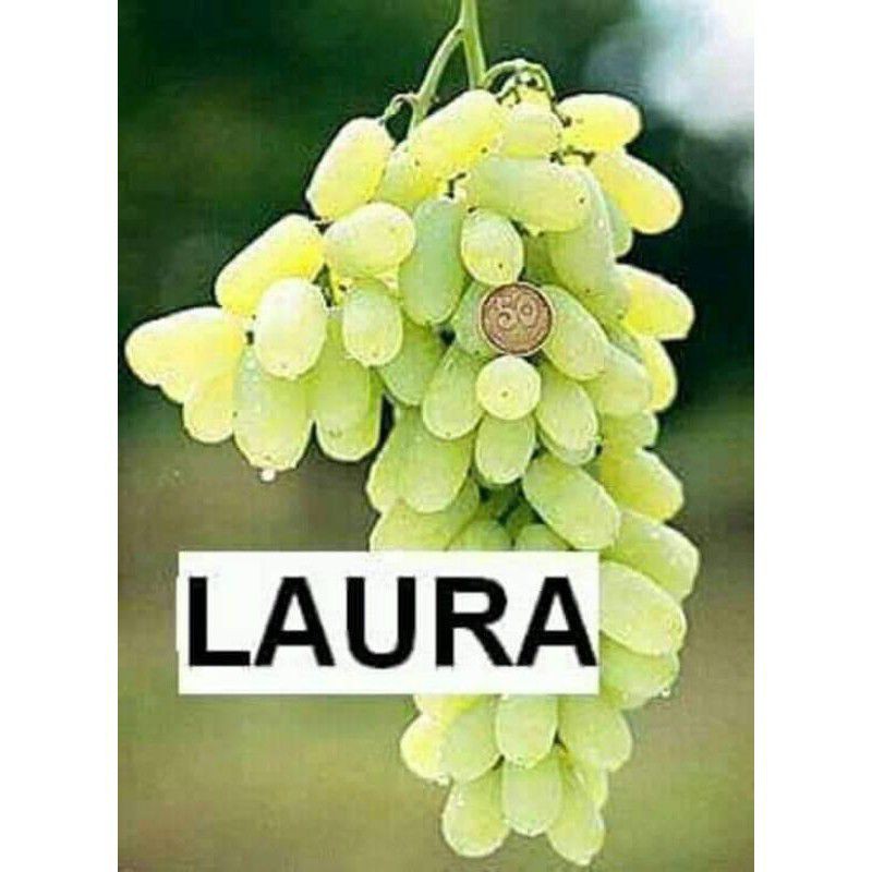 bibit anggur import laura manis tanpa biji