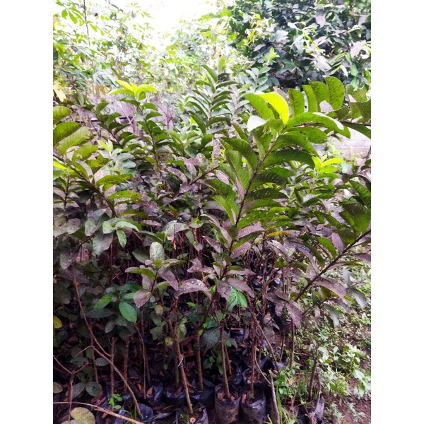 bibit hasil cangkok an jambu kristal merah jumbo