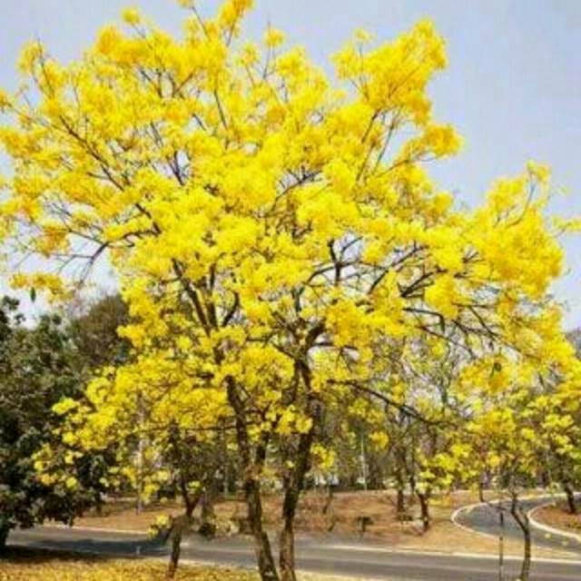Jual pohon tabebuya bunga kuning Shopee Indonesia Jual pohon tabebuya bunga kuning Shopee Indonesia