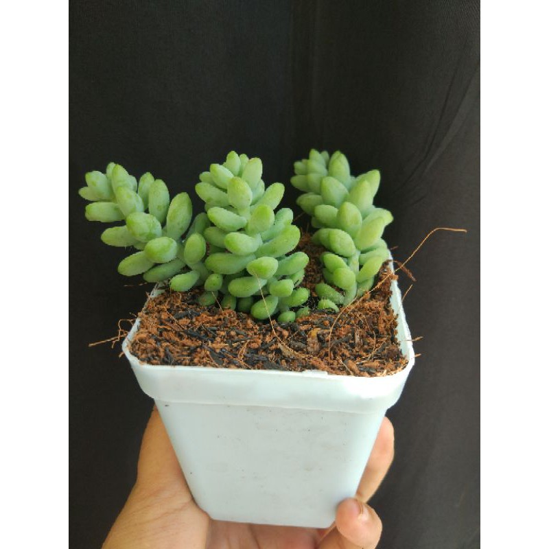Sukulen sedum