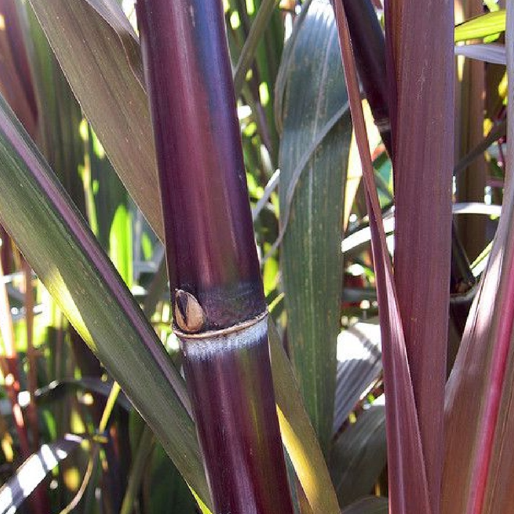 Bibit Stek Tanaman Tebu Hitam Tebu Ireng Tebu Wulung