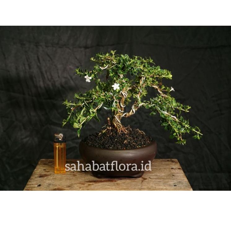 [PROMO YJM100] Bonsai Hingkip Sudah Jadi | Bonsai Mame Mirten | Bonsai Melati Jepang | Bonsai Mirten