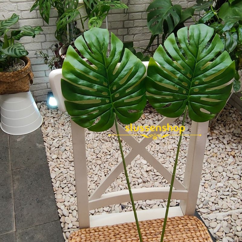 Monstera leaf properti foto (daun tebal natural seperti asli )