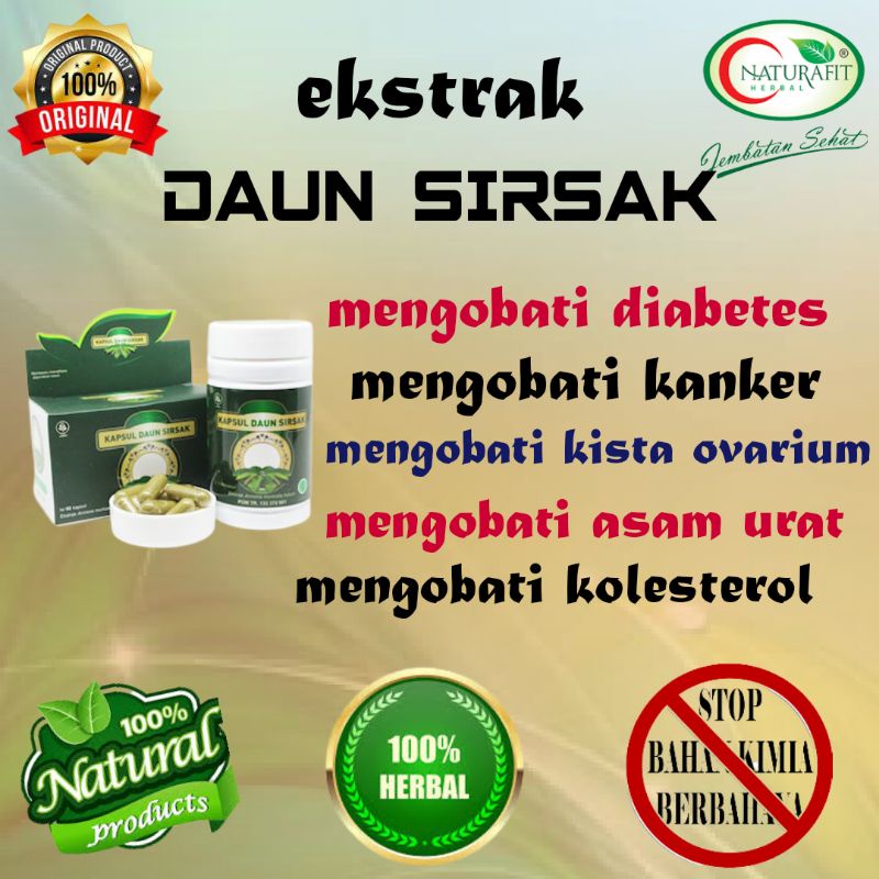 OBAT PENGHANCUR KISTA OVARIUM EKTRAK DAUN SIRSAK 60 KAPSUL - obat herbal kista ovarium/obat penghila