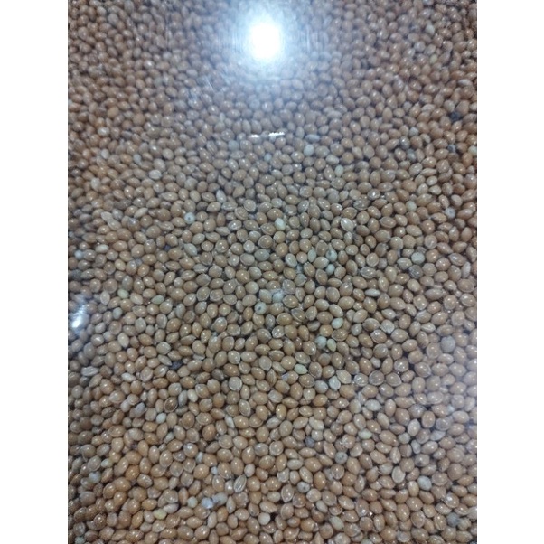 BIJI MILET MERAH BERSIH PAKAN BURUNG PERKUTUT 500 GRAM