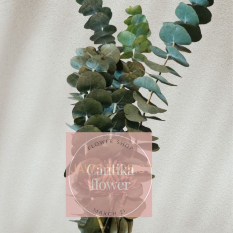 daun dolar segar asli fresh