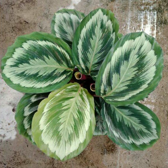 Calathea Medalion V2