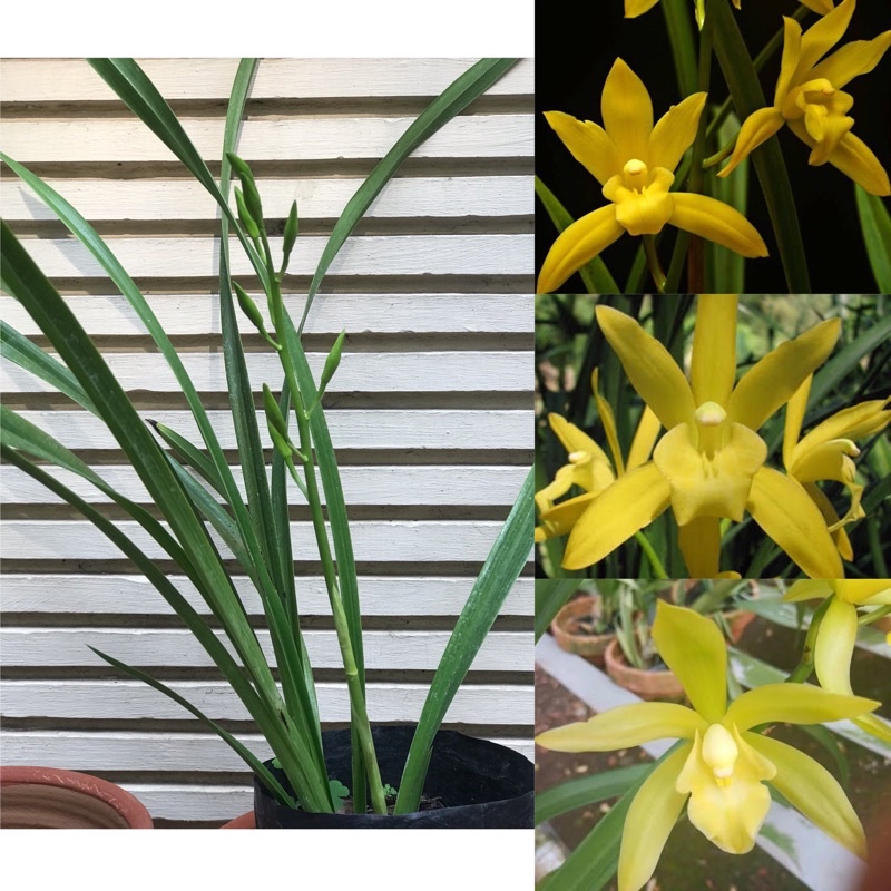 Cymbidium Golden Boy Knop anggrek siap berbunga