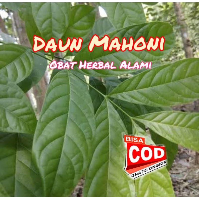 

[C O D]Daun Mahoni Segar 250 Gram