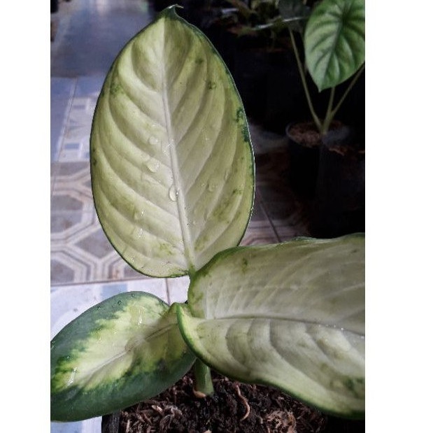 AGLONEMA TISU / AGLONEMA TISUE / AGLONEMA TISU PUTIH / TANAMAN AGLONEMA TISU / BUNGA AGLONEMA TISU