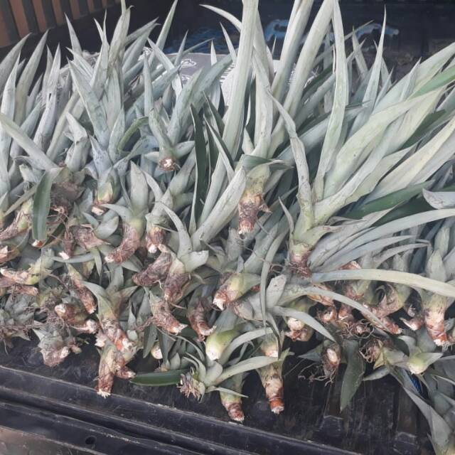 Bibit Unggul Nanas Madu Gunung Kelud Grade Lokal