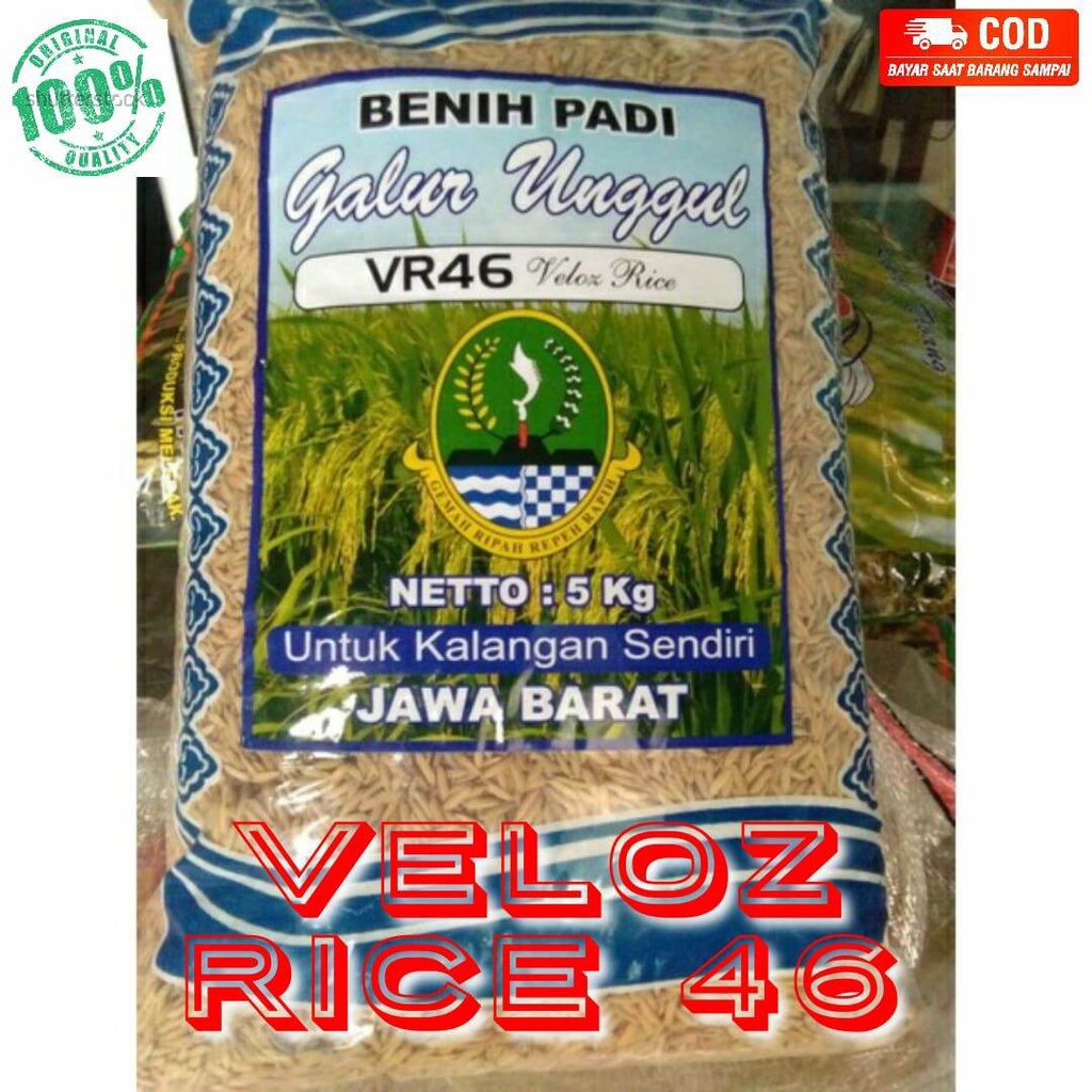 Jual Benih Padi Galur Padi Vr Bibit Padi Vr Kg Berkualitas