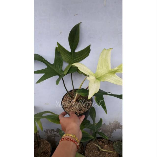 Tanaman hias philodendron merpati / florida ghost