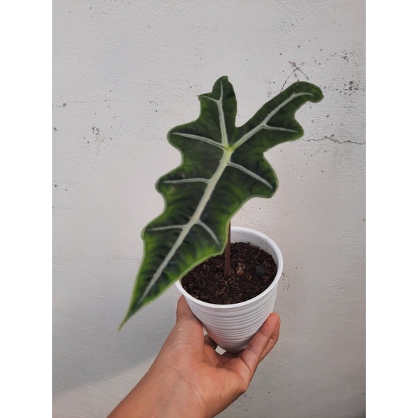 Alocasia Nobilis