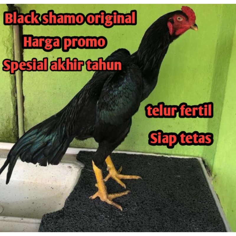 telur ayam bangkok black shamo original