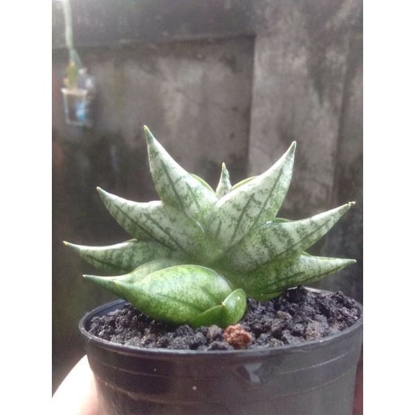 Sansiveria Boncel new clone