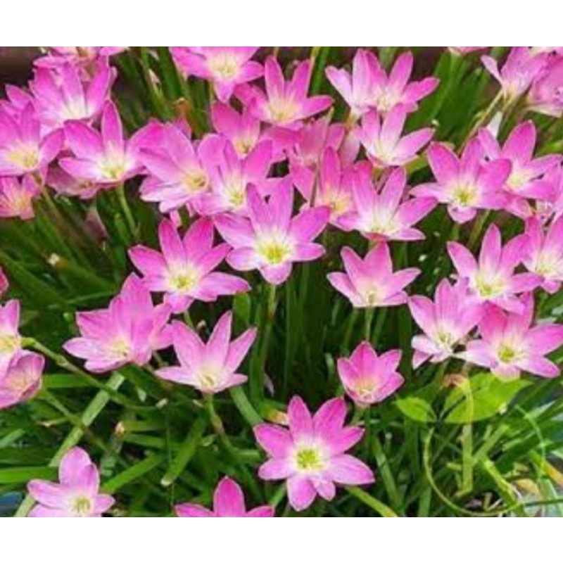 tanaman hias kucai pink | lily rain | tanaman lily rain pink | lili rain | lili hujan| dapat 3 umbi plus daun