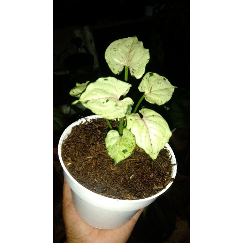 syngonium green splash