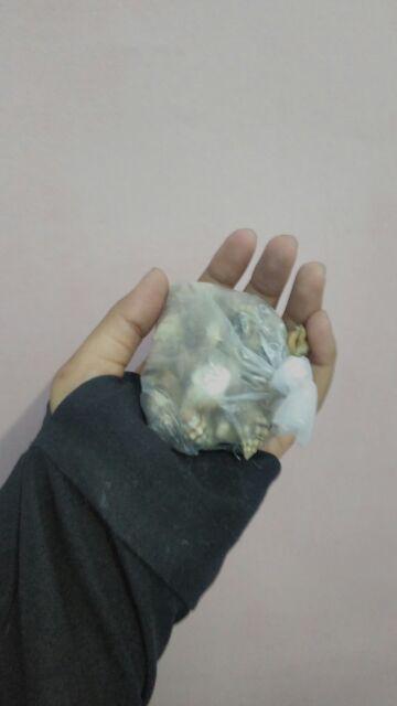 Kerang Kerikil / Bahan Kerajinan