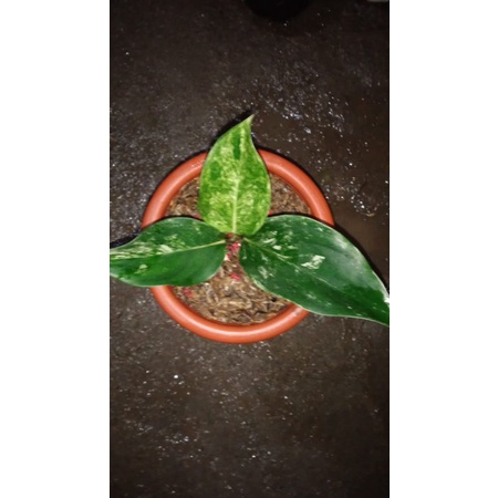 aglonema baby siam jade